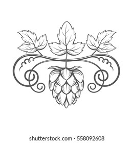 illustration of hops for brewing