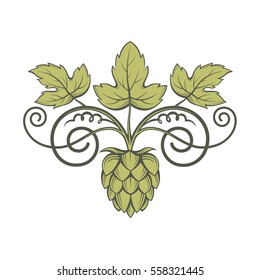 illustration of hops for brewing