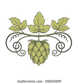 illustration of hops for brewing