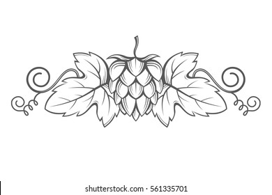 illustration of hops for brewing