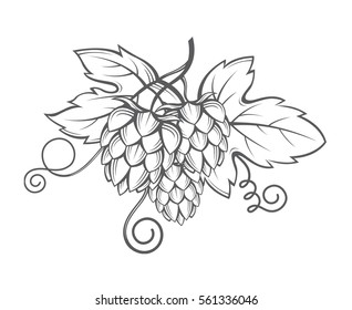 illustration of hops for brewing