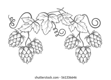 illustration of hops for brewing