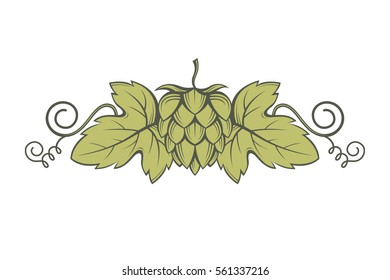 illustration of hops for brewing