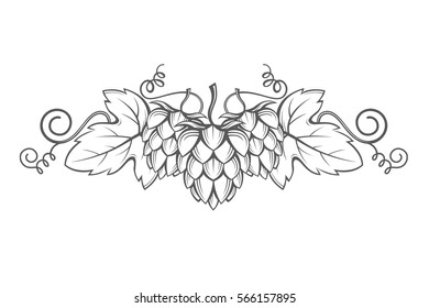 illustration of hops for brewing