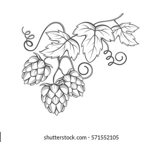 illustration of hops for brewing