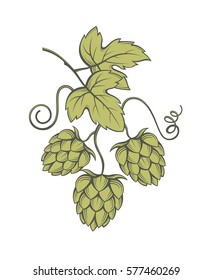 illustration of hops for brewing