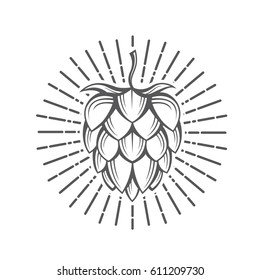 illustration of hops for brewing