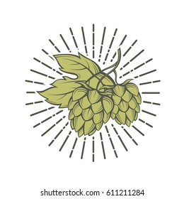 illustration of hops for brewing