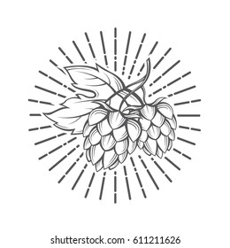 illustration of hops for brewing