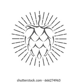 illustration of hops for brewing