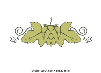 Illustration of hops for brewing