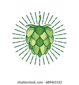 illustration of hops for brewing