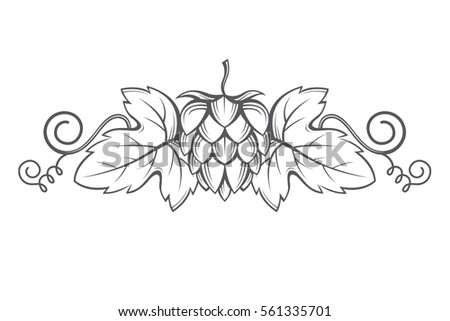 illustration of hops for brewing