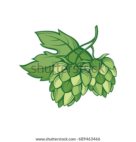 illustration of hops for brewing