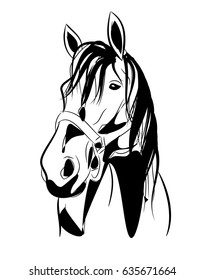 Illustration of horse head with halter on white background vector