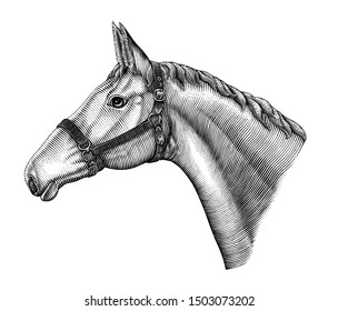 Illustration of horse head hand draw vintage engraving style black and white clip art isolated on white background