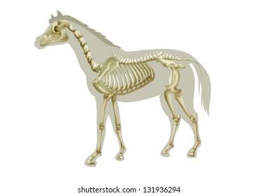 Illustration of a horse skeleton - side view