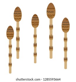 Illustration of the horsetail