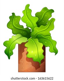 Illustration of a houseplant in a pot on a white background