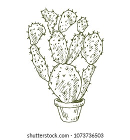 Illustration of houseplants, indoor and office plants in pot isolated on white background. Vector linear sketch house plant cactus illustration