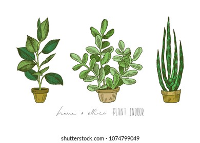 Illustration Houseplants Indoor Office Plants Pot Stock Vector (Royalty ...