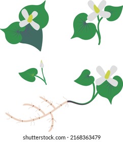 Illustration of Houttuynia cordata set material