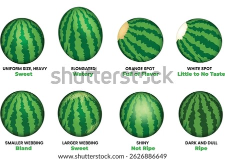 Illustration of How to Pick the Perfect Watermelon - vector