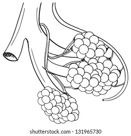 Illustration menschlicher Alveolstrukturen
