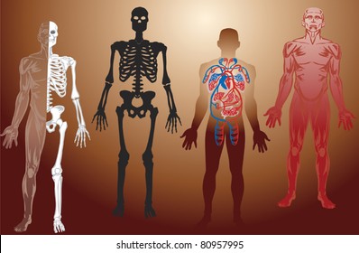 Similar Images, Stock Photos & Vectors of Human skeleton from the