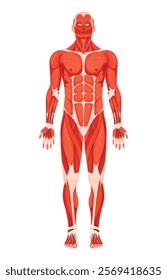 An illustration of human anatomy highlighting the major muscle groups in a frontal view. It serves as an educational tool for understanding muscle structure and function.