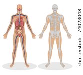 illustration of human anatomy of man on white background
