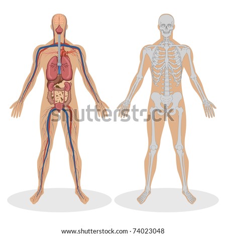 illustration of human anatomy of man on white background