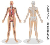 illustration of human anatomy of woman on white background