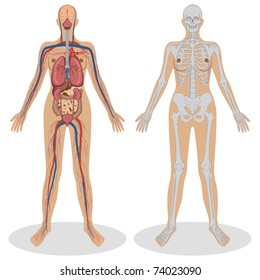 illustration of human anatomy of woman on white background