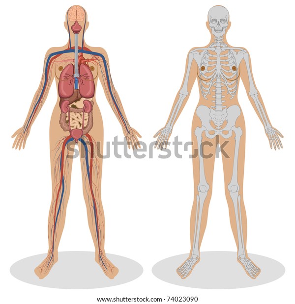白い背景に女性の人間解剖図 のベクター画像素材 ロイヤリティフリー