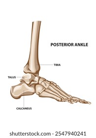 Illustration of human ankle bone. vector illustration. Ankle joint.