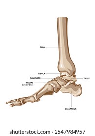 Illustration of human ankle bone. vector illustration. Ankle joint. Side view.