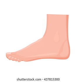 Illustration of a human ankle isolated on white background