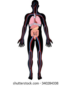 Illustration of human body anatomy (HBA)