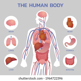 illustration of human body, educative anatomy