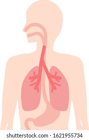 Illustration of human body esophagus, lungs, stomach internal organs respiratory digestive organ