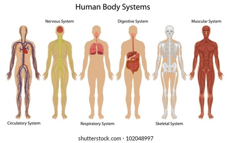Illustration Of The Human Body Systems