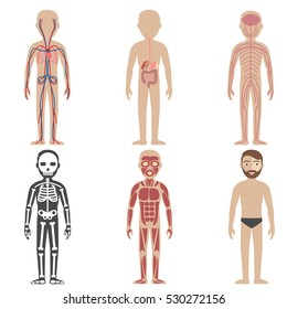 Illustration of the human body systems