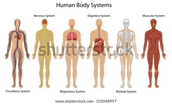 Insan Vucudu Sistemlerinin Cizimi Stok Vektor Telifsiz 102048997