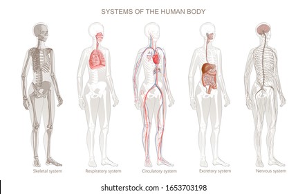 Illustration Of Human Body Systems: Circulatory, Skeletal, Nervous, Digestive, Integumentary, Exocrine, Respiratory Systems. Full-length Isolated Image Of Standing Woman On White Background.