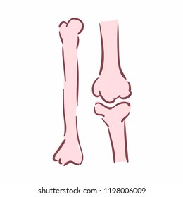 Illustration of human bones. Can be used as symbol of orthopedics