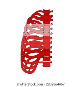Ilustración de huesos humanos. El vector de cavidad torácica.