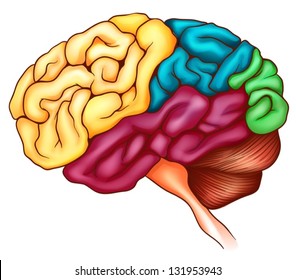 An illustration of the human brain