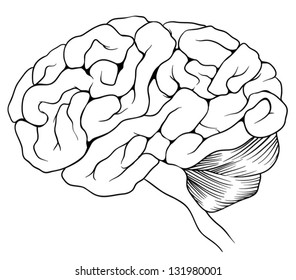 An illustration of the human brain