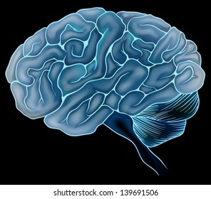 An illustration of the human brain